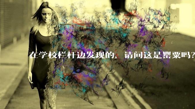 在学校栏杆边发现的，请问这是罂粟吗？